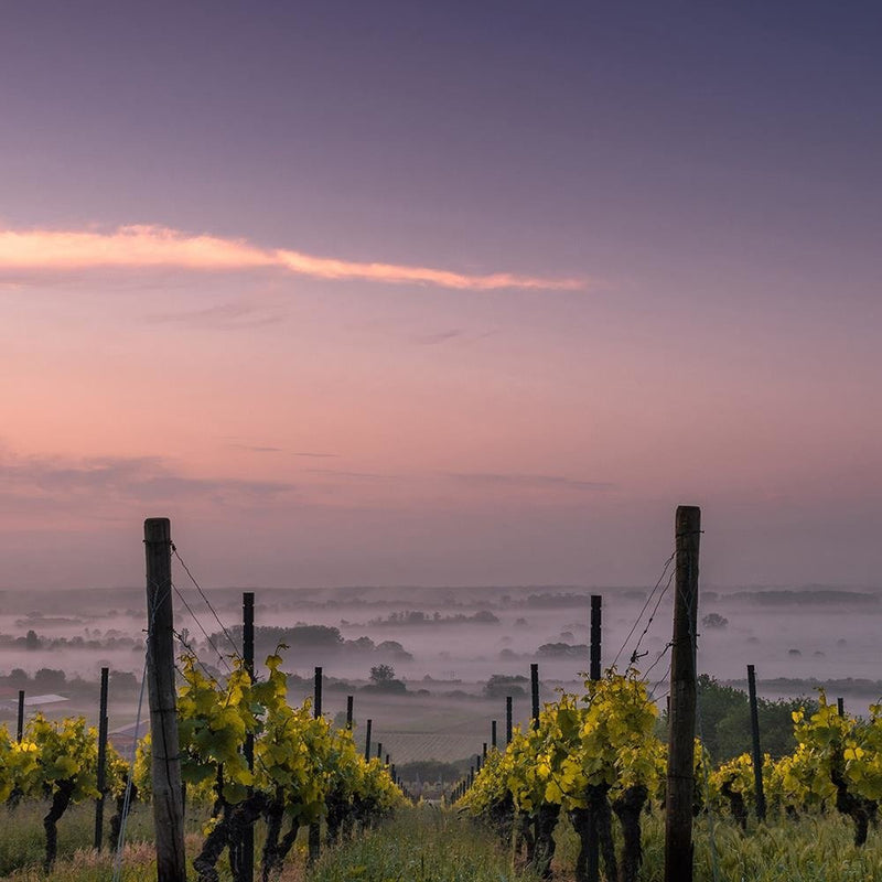 Glezna baltā rāmī - Growing Grapes 