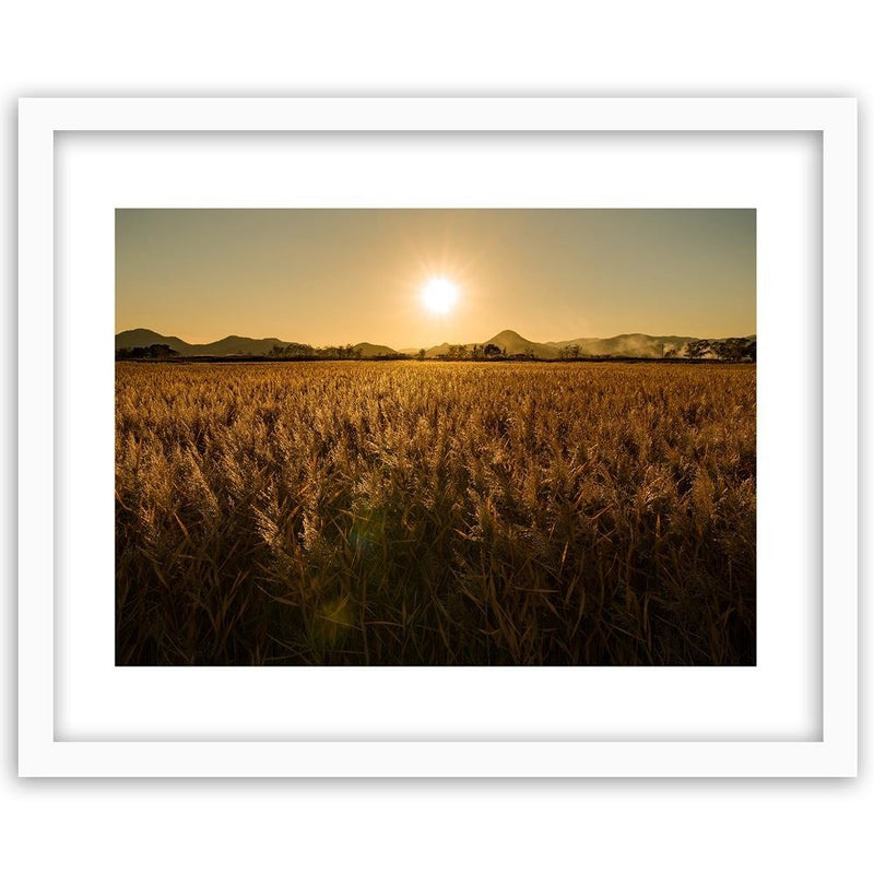 Glezna baltā rāmī - Corn Field 