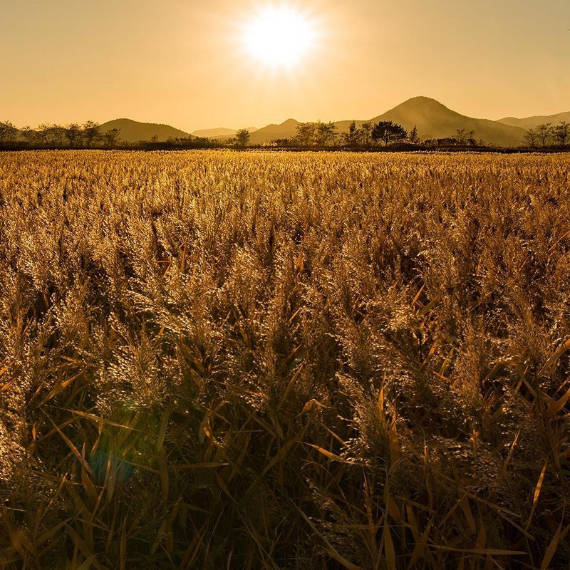 Glezna baltā rāmī - Corn Field 