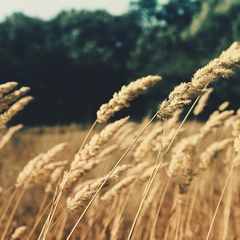 Glezna baltā rāmī - Ripe Corn 