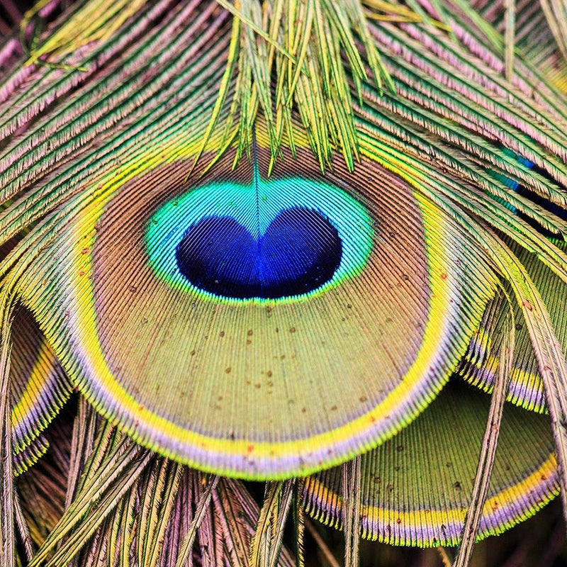 Glezna baltā rāmī - Peacock Feathers 