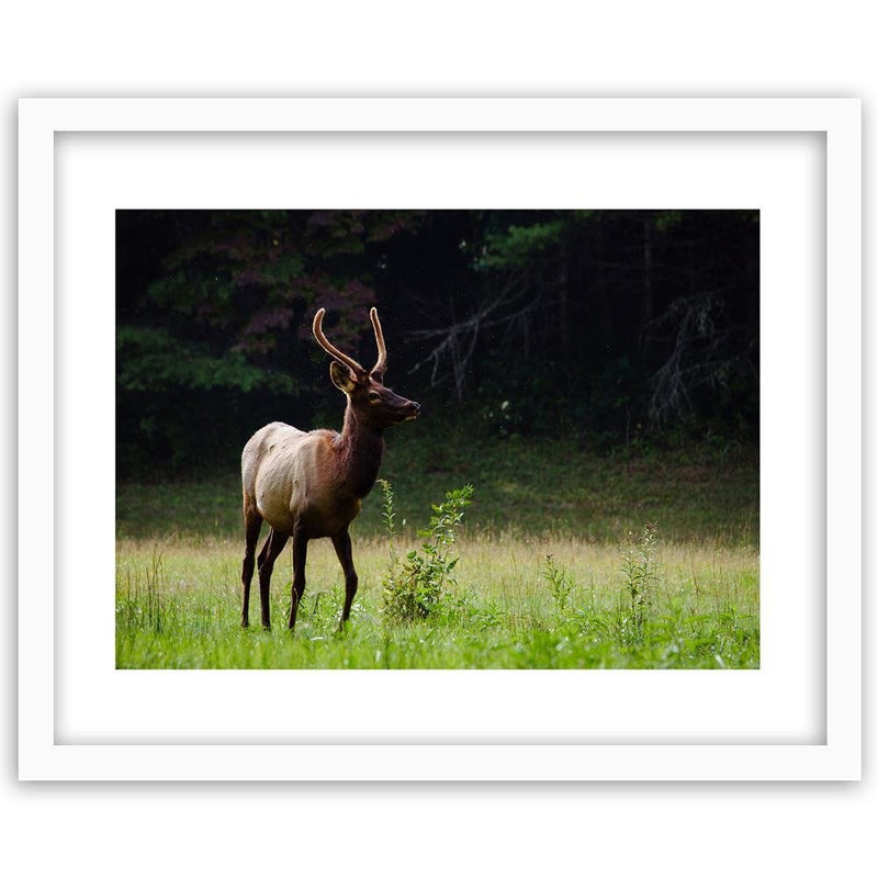 Glezna baltā rāmī - Deer In The Meadow 