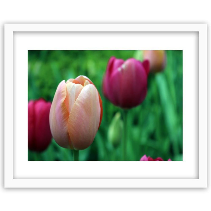 Glezna baltā rāmī - Pink Tulip 