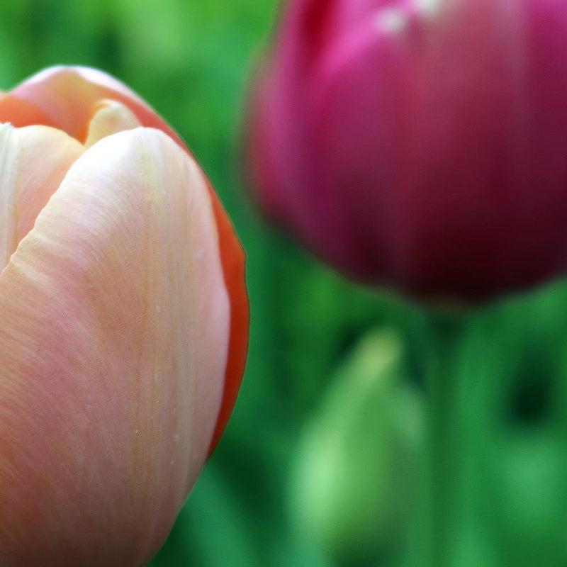 Glezna baltā rāmī - Pink Tulip 