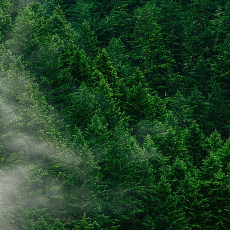 Glezna baltā rāmī - Mist Over The Forest 