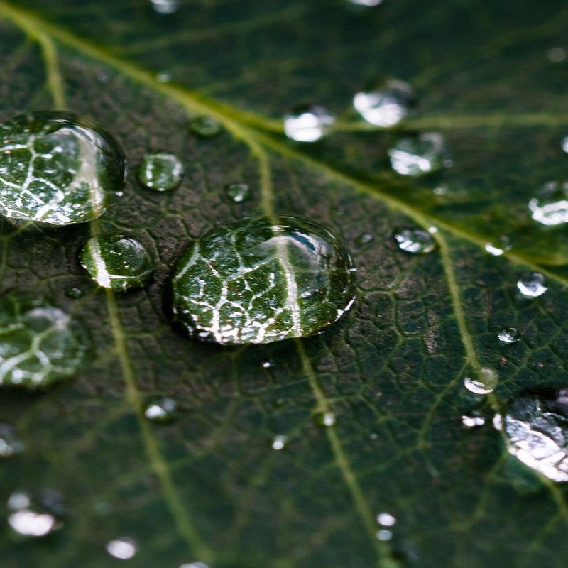 Glezna baltā rāmī - Drops On The Leaves 