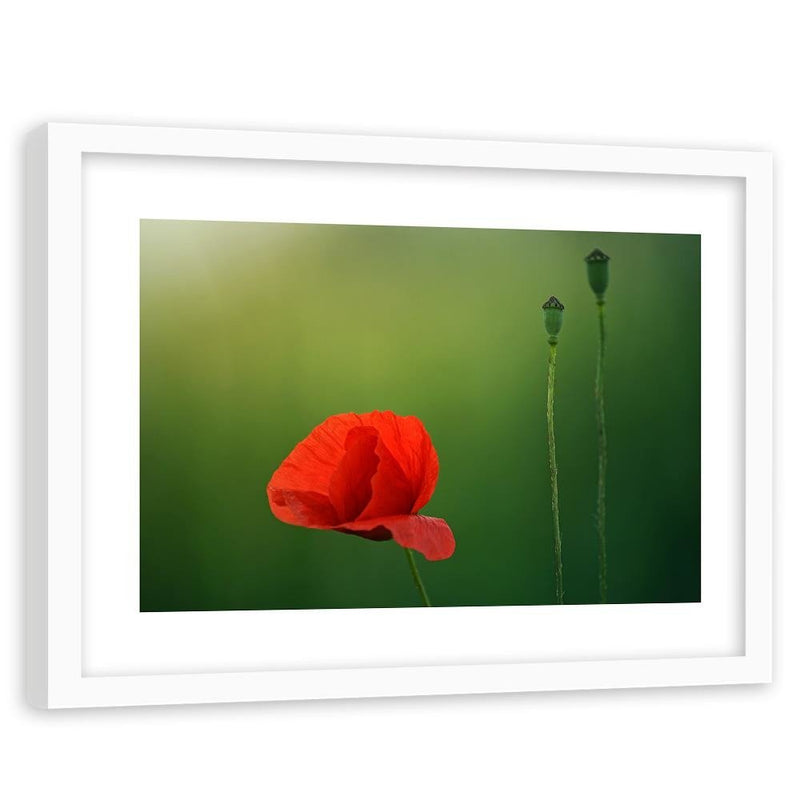 Glezna baltā rāmī - Poppy Flower On A Green Background 