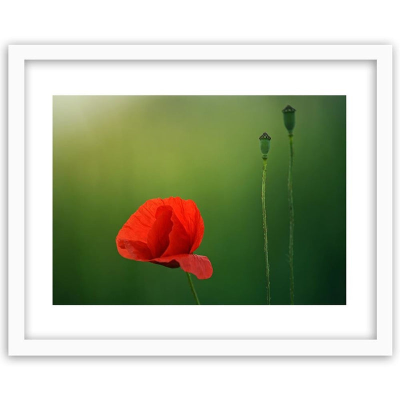 Glezna baltā rāmī - Poppy Flower On A Green Background 