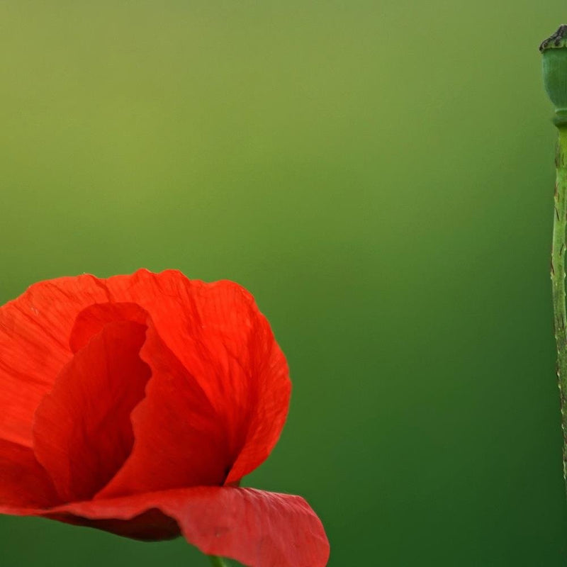 Glezna baltā rāmī - Poppy Flower On A Green Background 