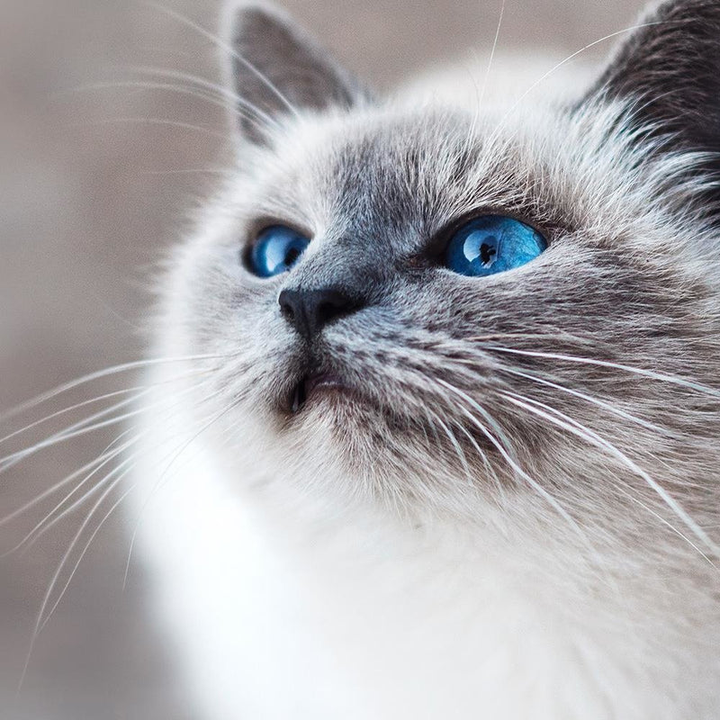 Glezna baltā rāmī - Siberian Cat 