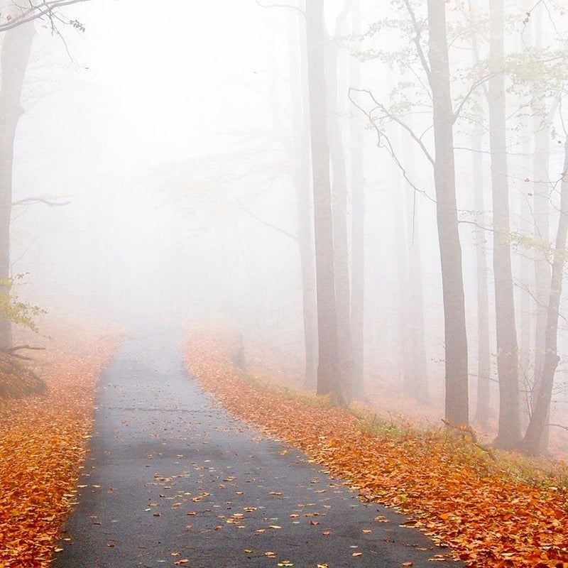 Glezna baltā rāmī - The Road In A Misty Forest 