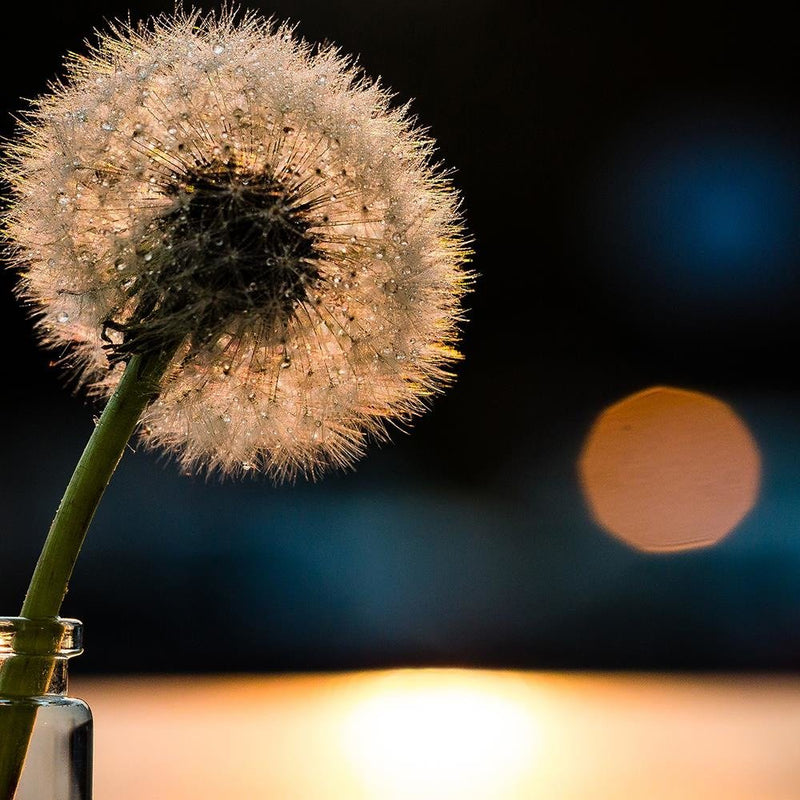 Glezna baltā rāmī - Dandelion In A Vase 