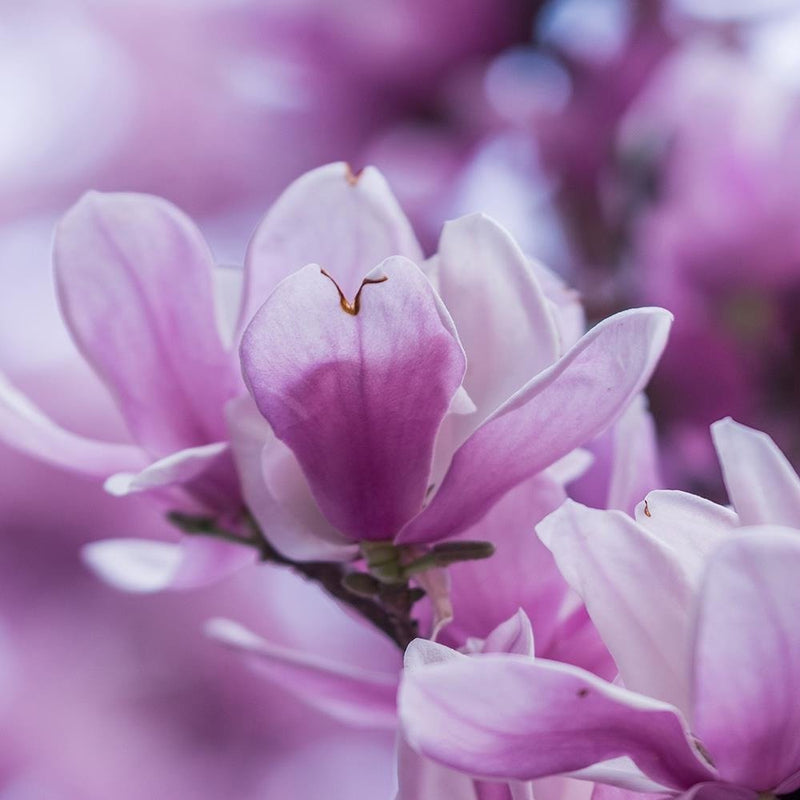 Glezna baltā rāmī - Magnolia Flowers 