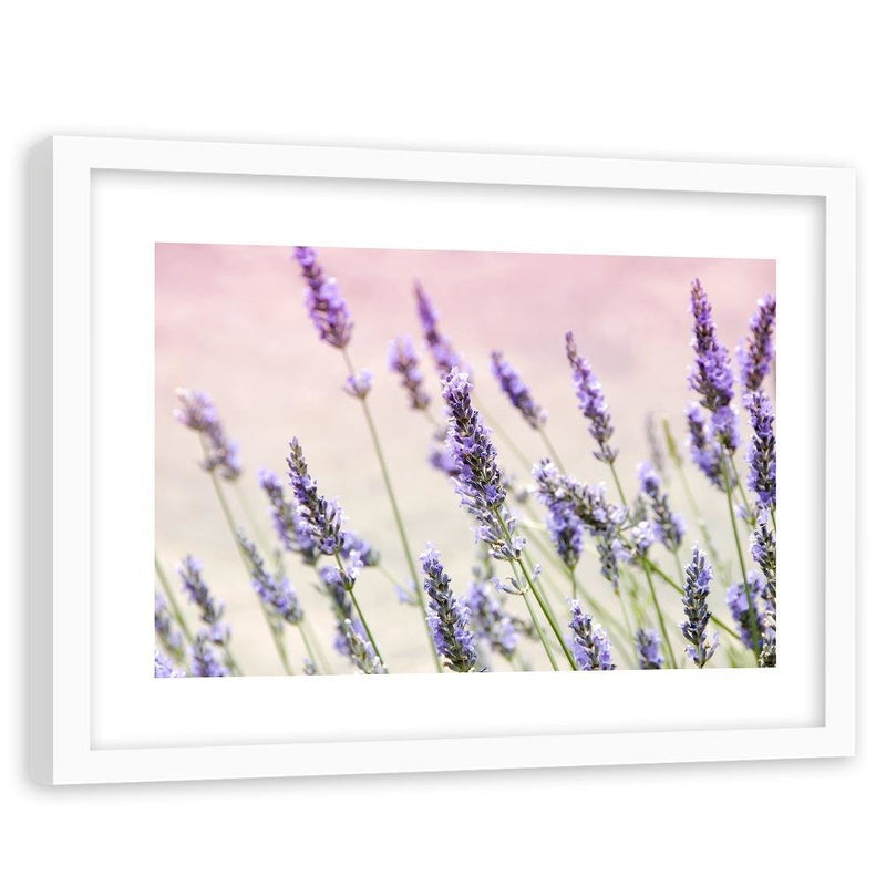 Glezna baltā rāmī - Lavender Flowers 