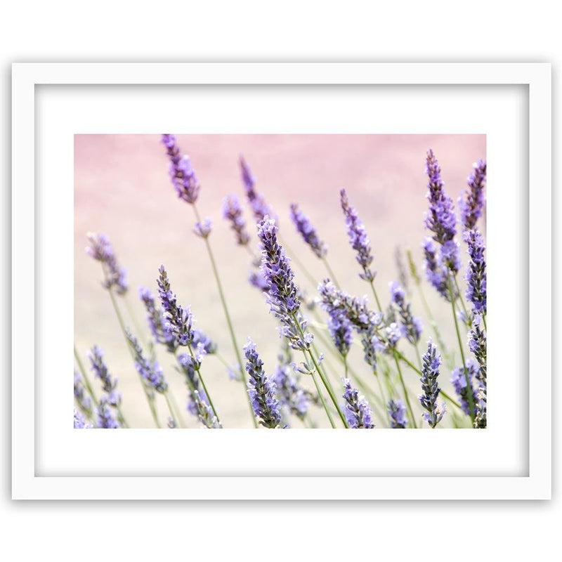 Glezna baltā rāmī - Lavender Flowers 