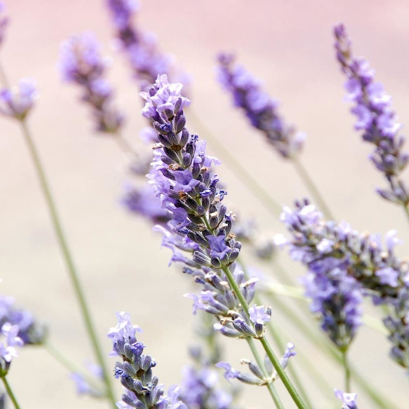 Glezna baltā rāmī - Lavender Flowers 