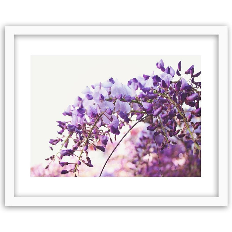 Glezna baltā rāmī - Lilac Wisteria Flowers 