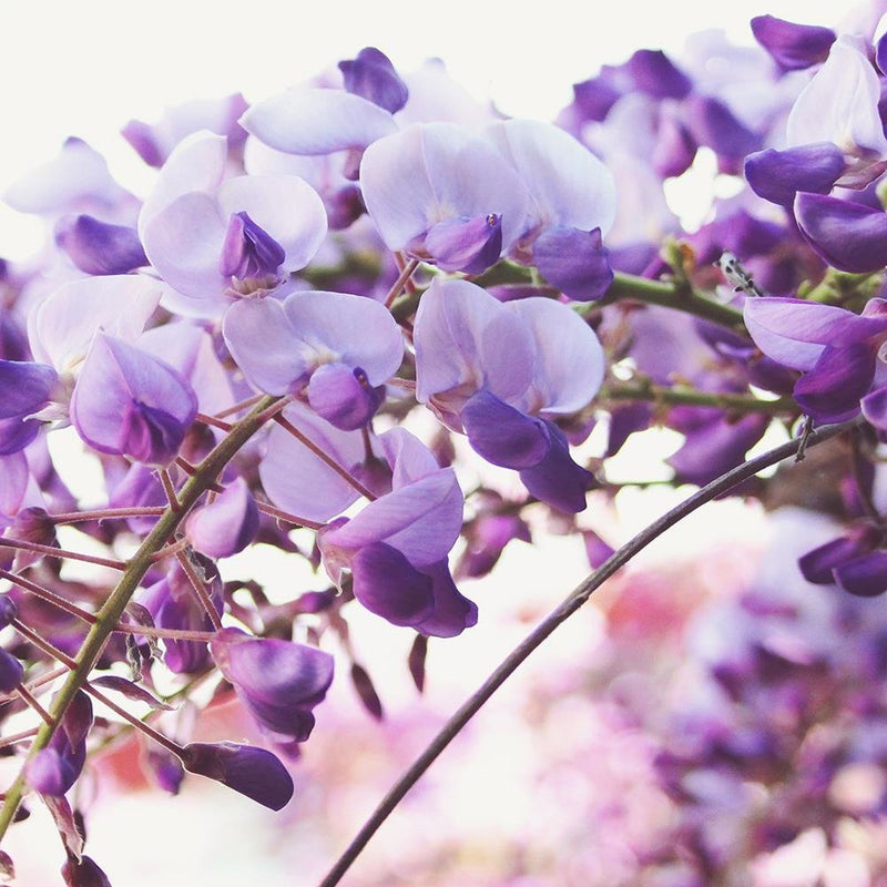 Glezna baltā rāmī - Lilac Wisteria Flowers 