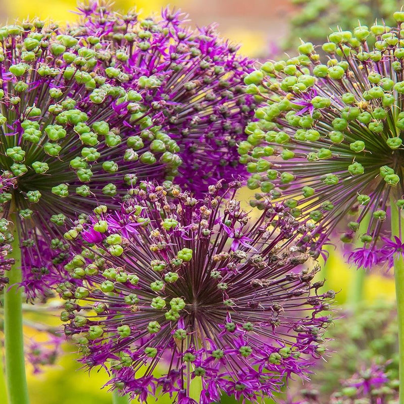 Glezna baltā rāmī - Garlic Decorative 