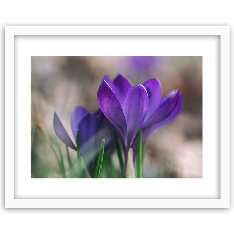 Glezna baltā rāmī - Spring Crocuses 