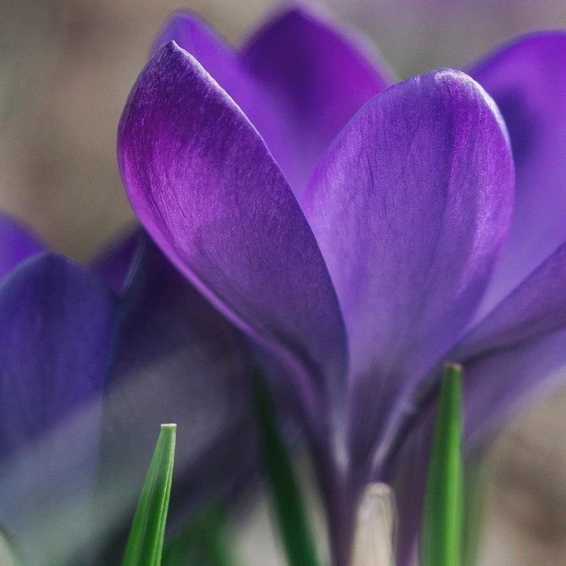 Glezna baltā rāmī - Spring Crocuses 