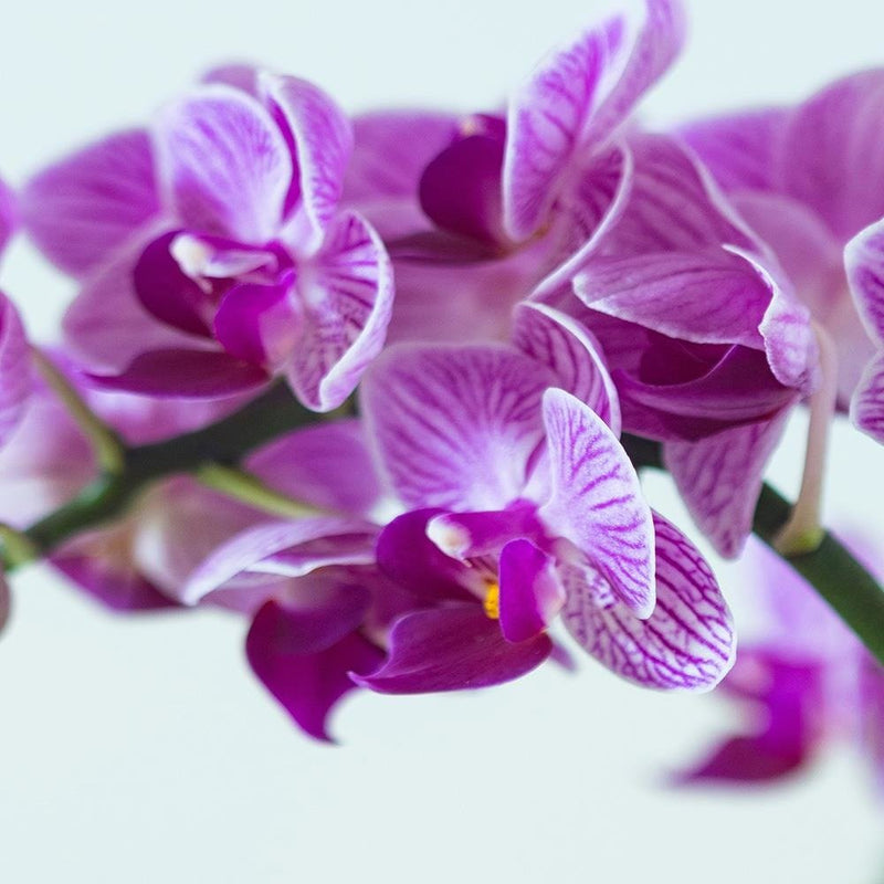 Glezna baltā rāmī - Purple Orchid 