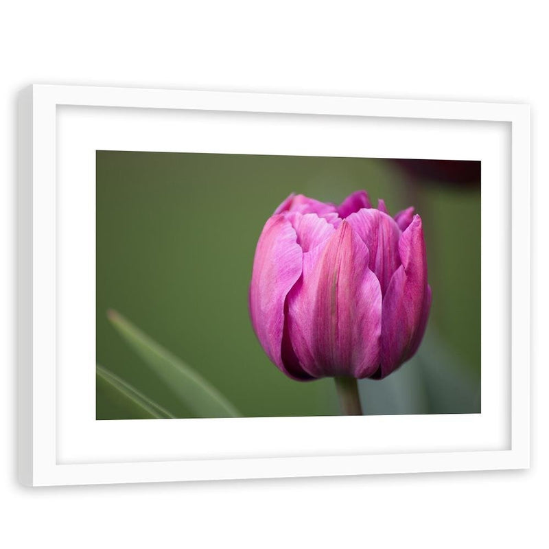 Glezna baltā rāmī - Purple Tulip 