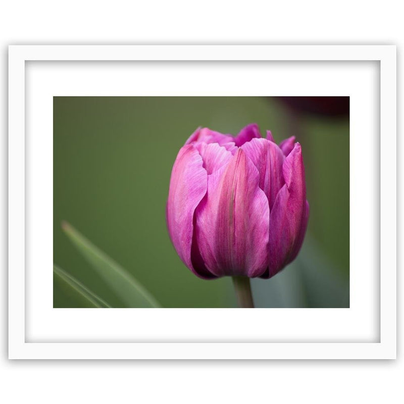 Glezna baltā rāmī - Purple Tulip 