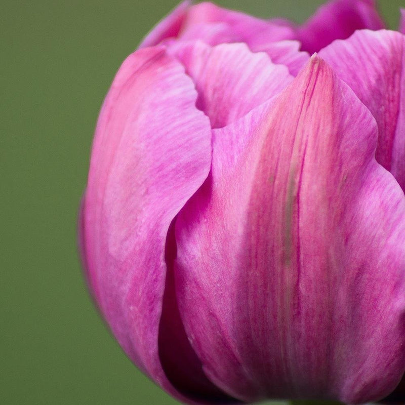 Glezna baltā rāmī - Purple Tulip 