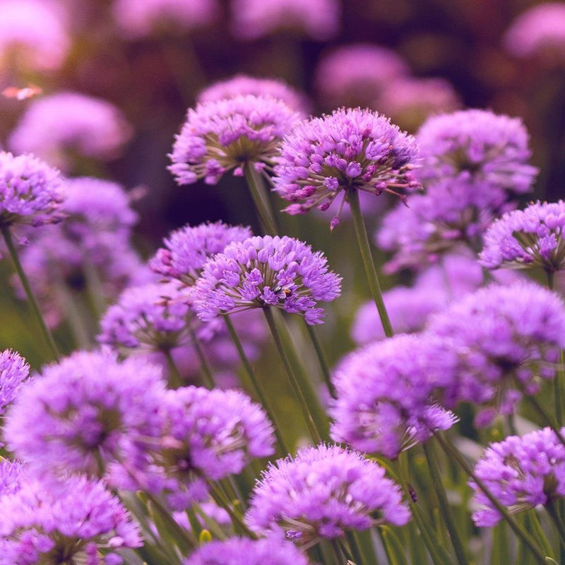 Glezna baltā rāmī - Purple Garden 