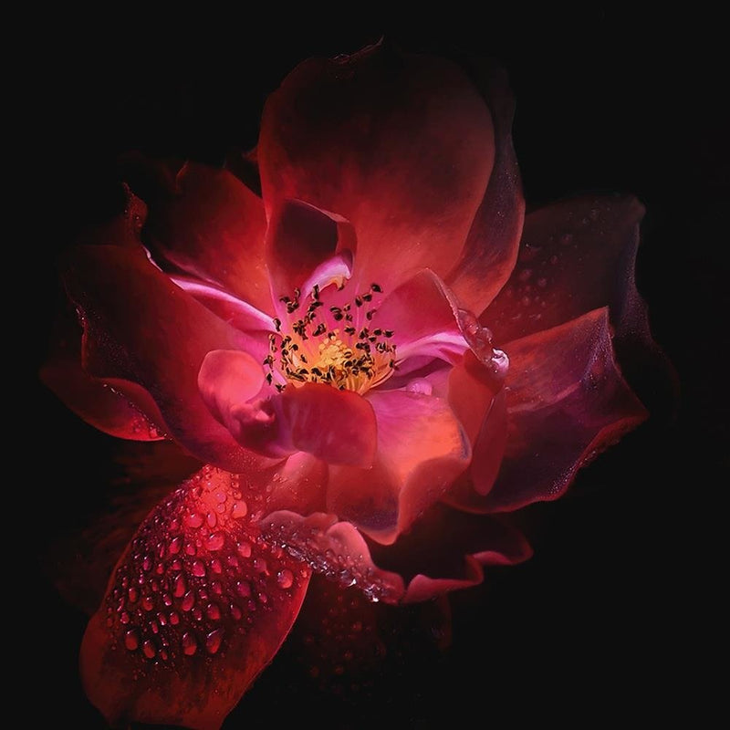 Glezna baltā rāmī - Night Flower 