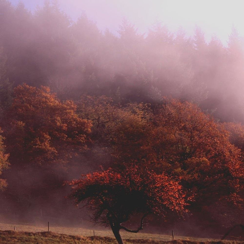 Glezna baltā rāmī - Trees In The Fog 