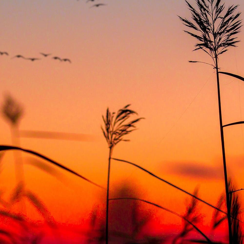 Glezna baltā rāmī - Grass At Sunset 