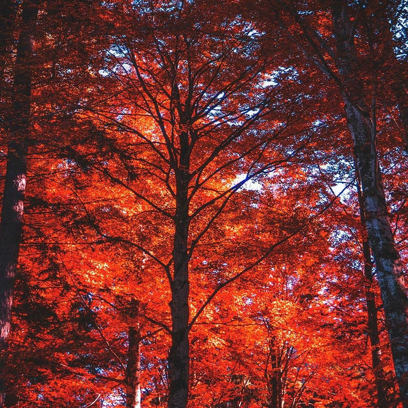 Glezna baltā rāmī - Forest In The Light Of The Setting Sun 