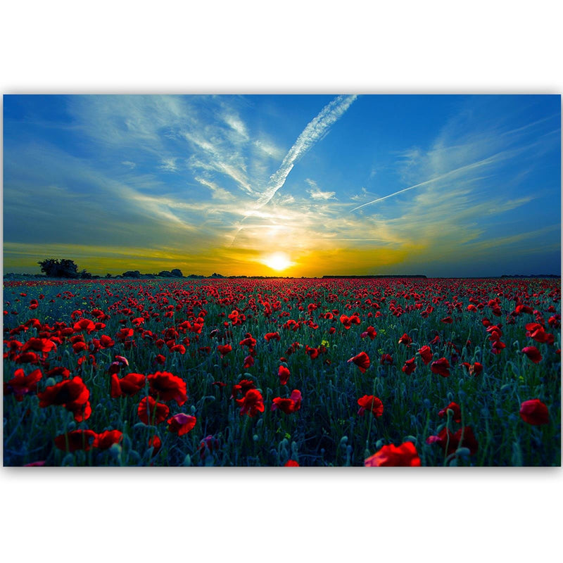 Dekoratīvais panelis - Field Of Red Poppies 