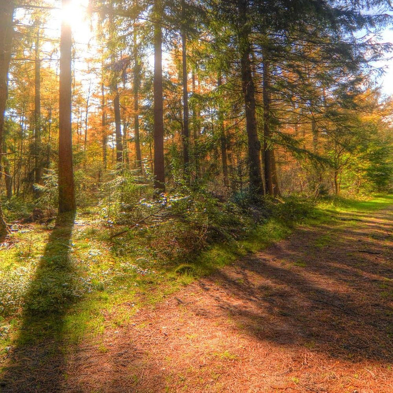 Dekoratīvais panelis - The Sun Among The Trees 