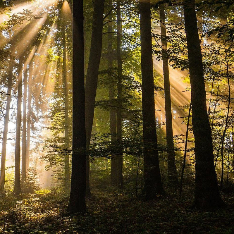 Dekoratīvais panelis - The Rays Of The Sun In A Dark Forest 