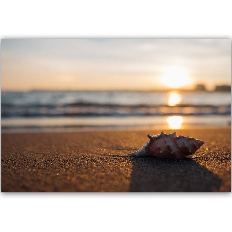 Dekoratīvais panelis - Scallop On The Beach 