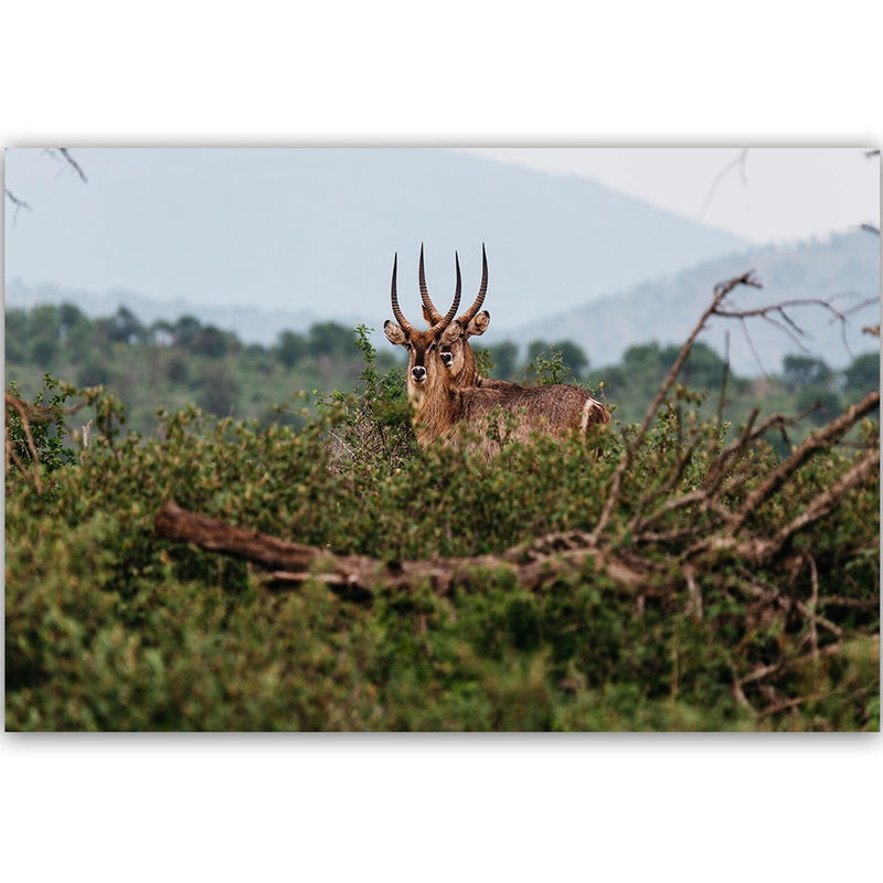 Dekoratīvais panelis - Two Antelopes 