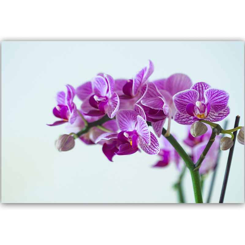 Dekoratīvais panelis - Purple Orchid 