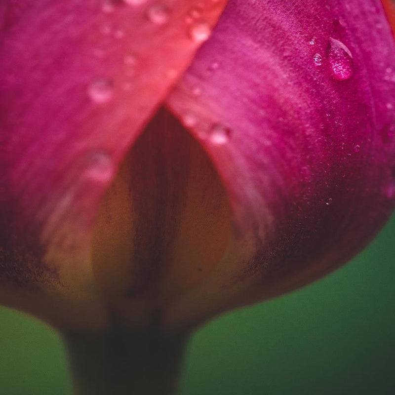 Dekoratīvais panelis - Bud And Dew 