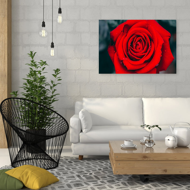 Dekoratīvais panelis - Beautiful Red Rose 2 