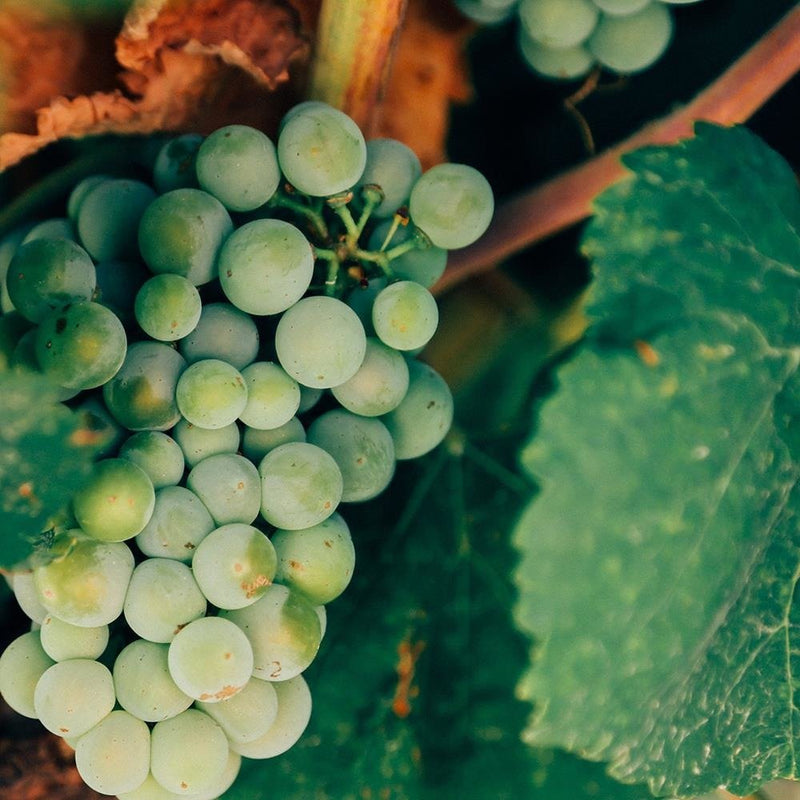 Dekoratīvais panelis - Green Grapes 