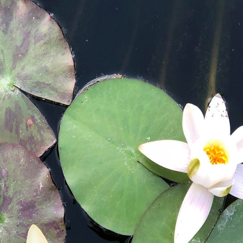 Dekoratīvais panelis - Two Water Lilies 