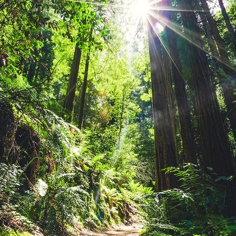 Glezna baltā rāmī - The Path In The Jungle 