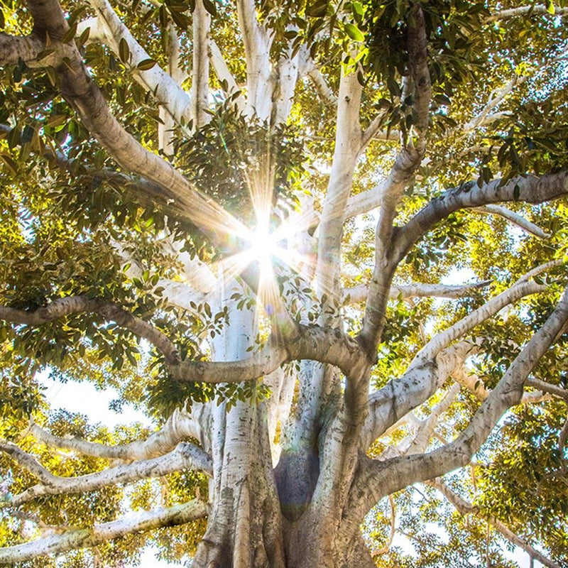 Glezna baltā rāmī - Large Exotic Tree 