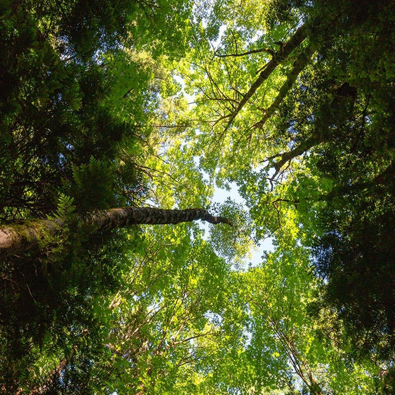 Glezna baltā rāmī - Green Treetops 