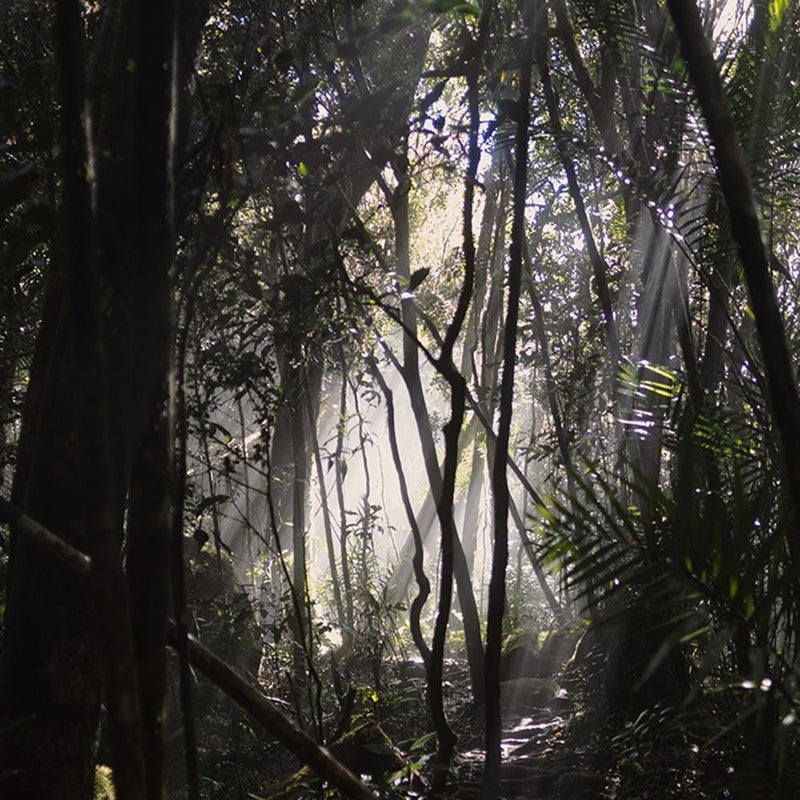 Glezna baltā rāmī - In Jungle 