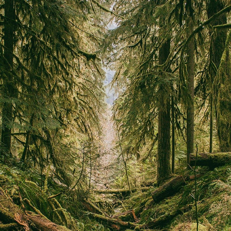 Glezna baltā rāmī - Forest Landscape 