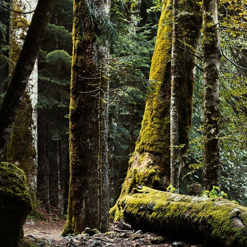 Glezna baltā rāmī - Moss-Covered Tree 